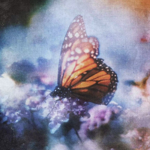 男女亲吻性视频
